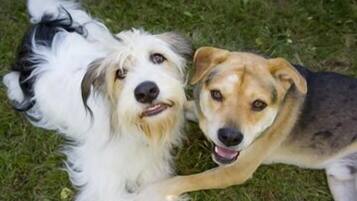 Two dogs lying on grass.