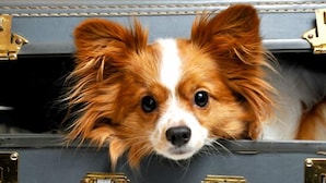 Un chien qui sort la tête d’une valise.