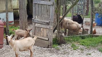 Un entorno rural de granja con un portón de madera, una cabra y una vaca en un área cercada.