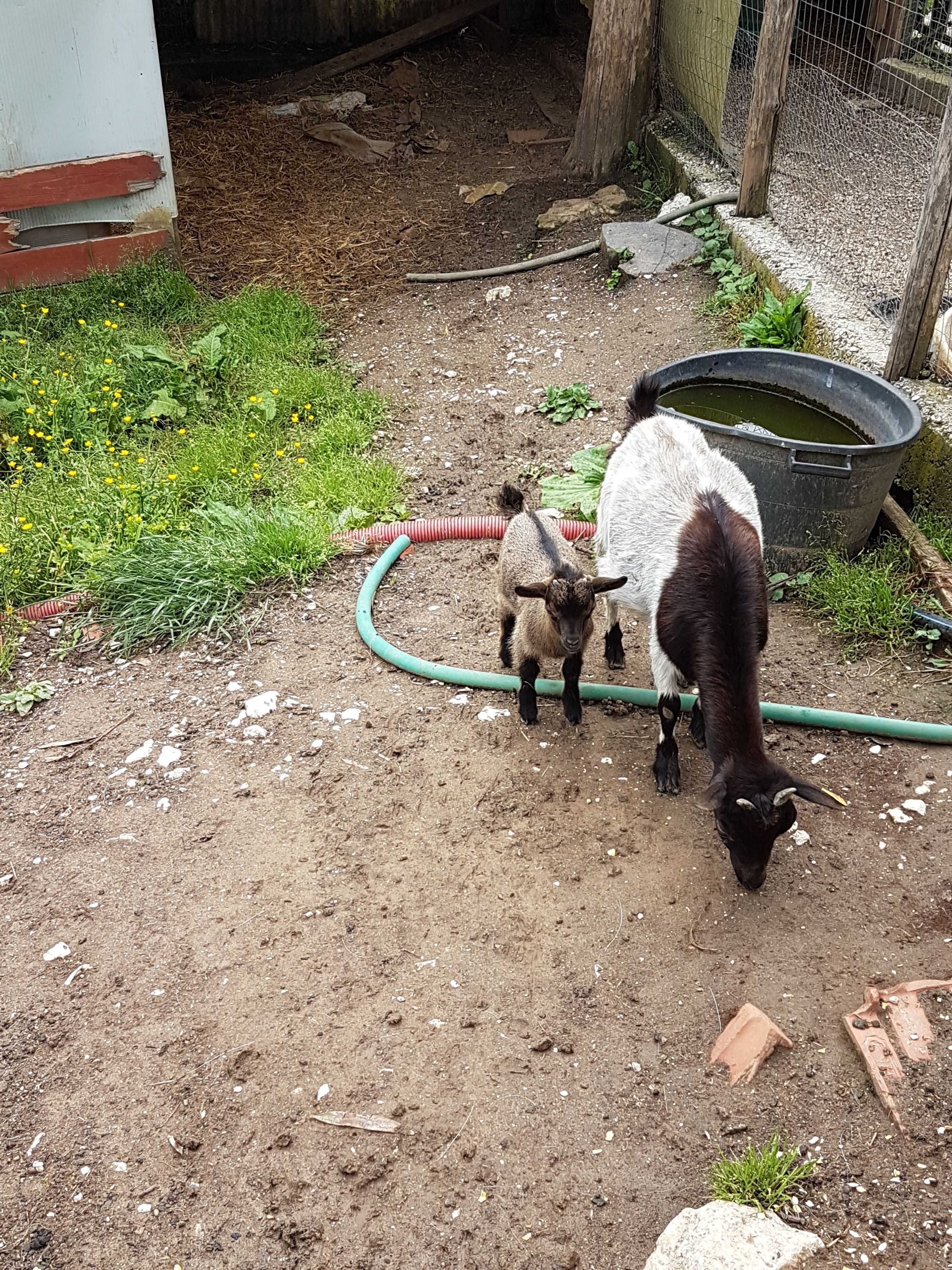A goat and a lamb in a fenced outdoor area with a hose and a water container.