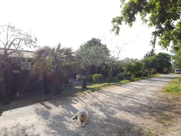 A dog lying on a gravel path in a residential area with trees and a building in the background. - Agriturismo Cisogna (Anagni)