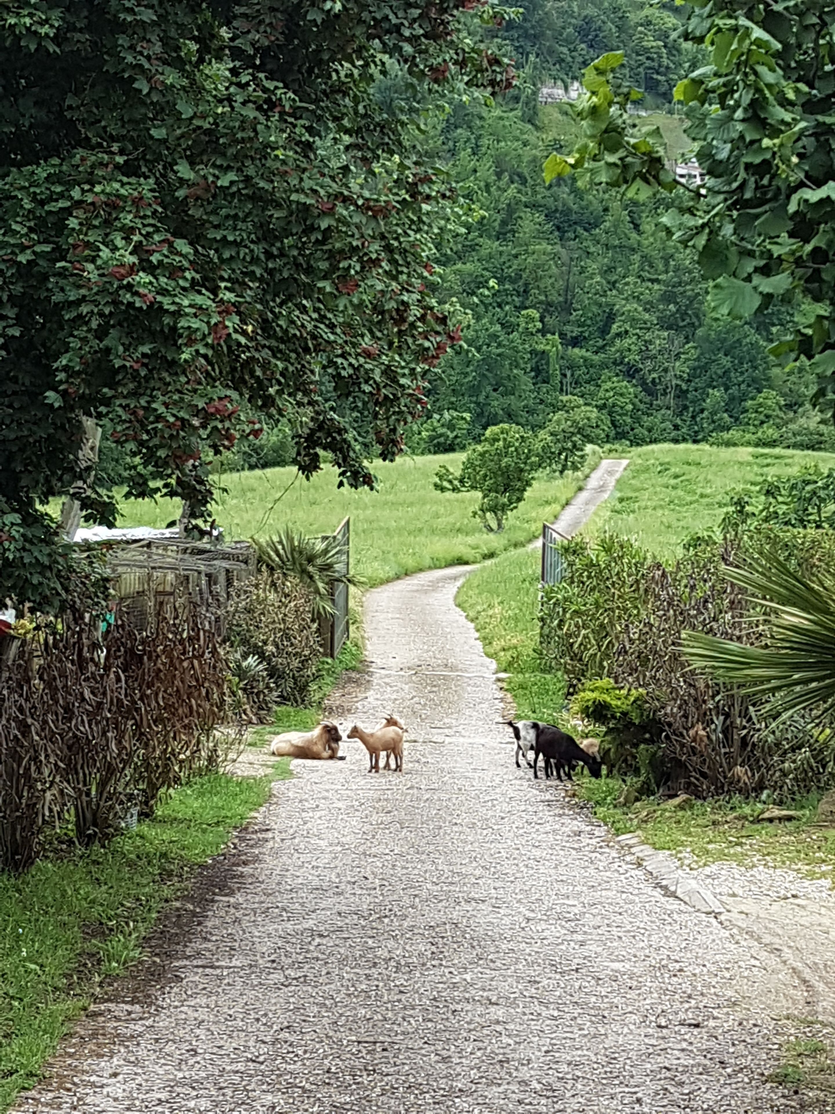 Un camino de grava serpentea por un paisaje verde exuberante, flanqueado por árboles y arbustos.