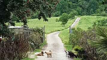 Un camino de grava serpentea por un paisaje verde exuberante, flanqueado por árboles y arbustos.