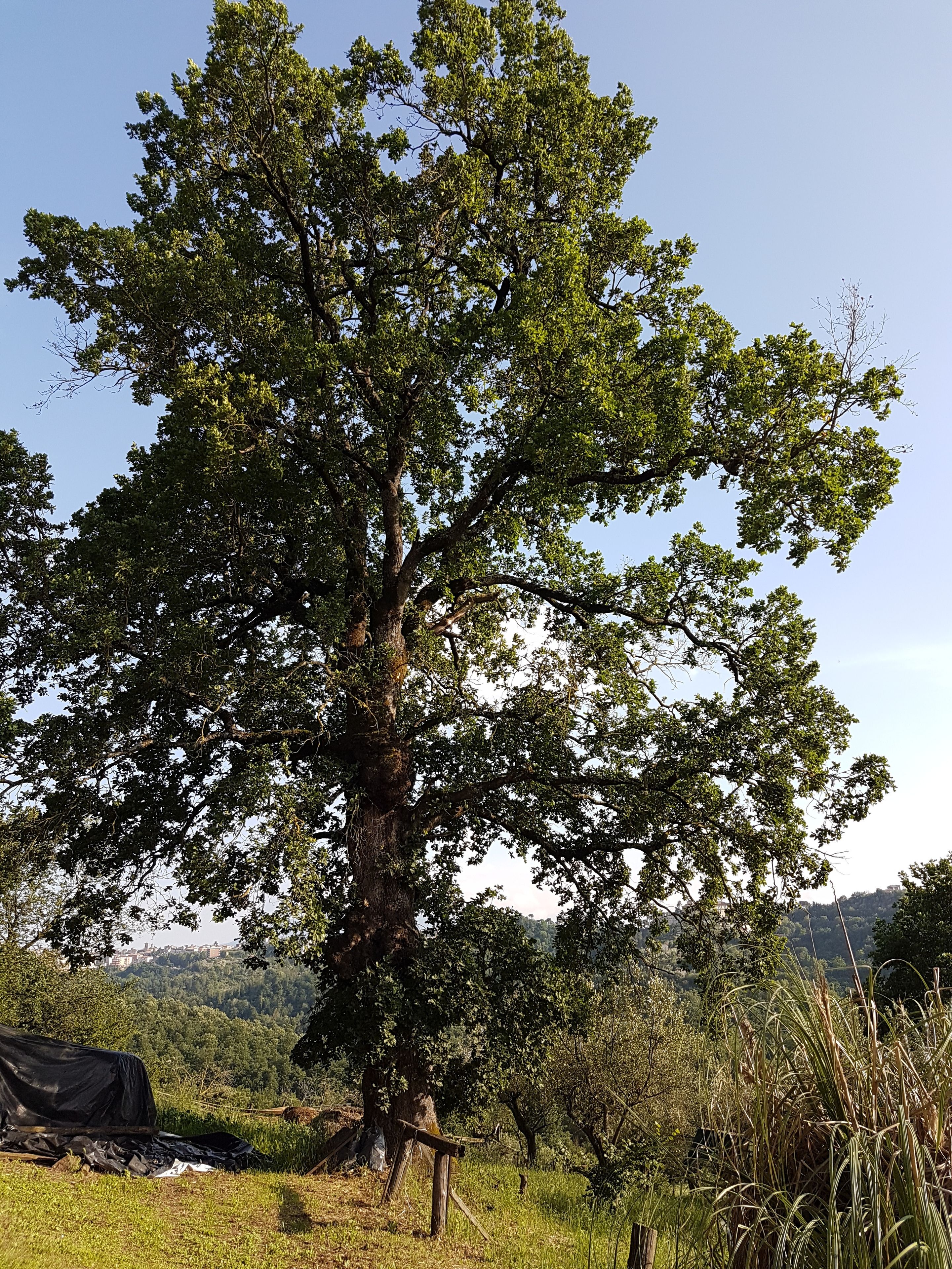 Un grand arbre se dresse dans une zone herbeuse, sous un ciel dégagé.