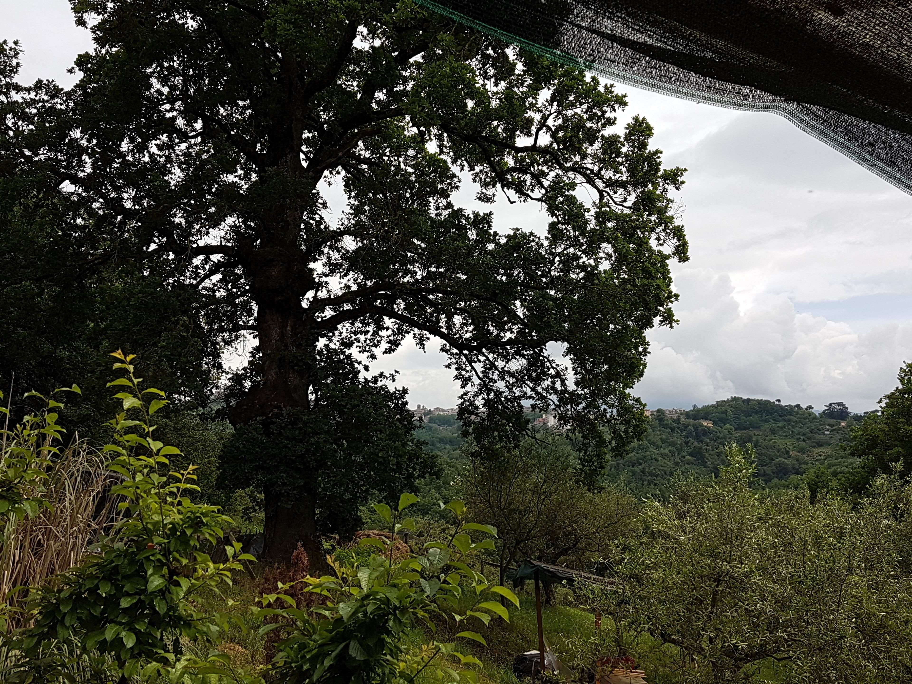 A large tree in a lush green landscape with a view of distant hills.