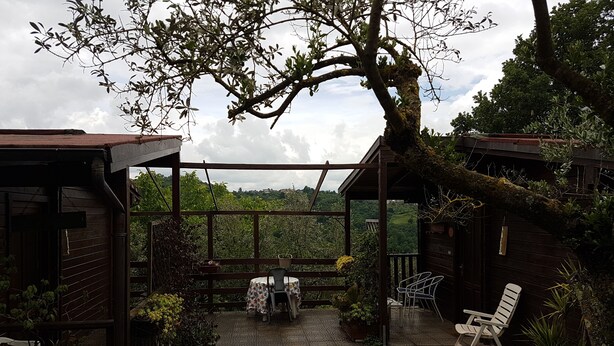 A covered patio area with a table and chairs, surrounded by potted plants and a large tree. - Agriturismo Cisogna (Anagni)