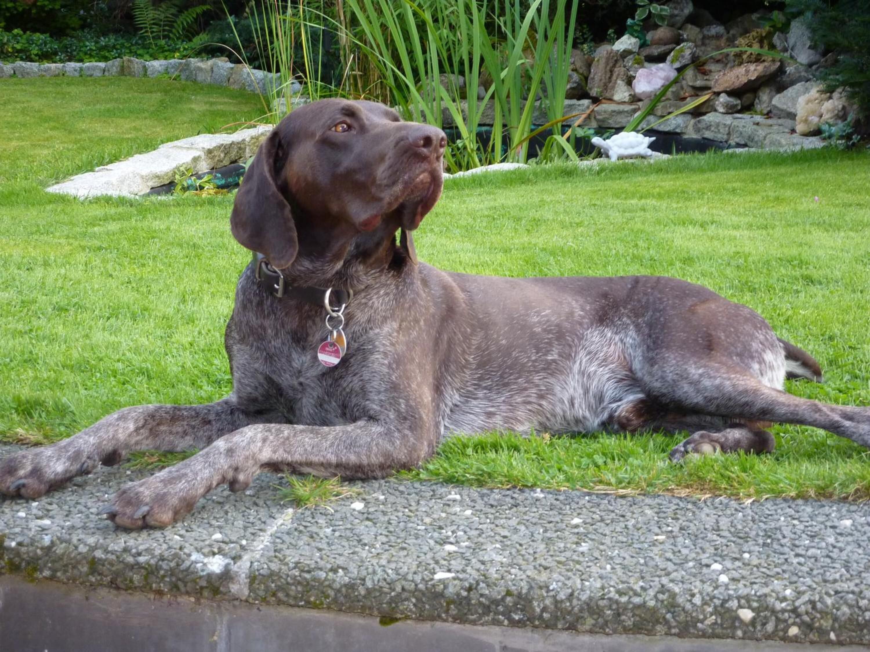Un chien allongé sur l’herbe, près d’un mur de pierres.