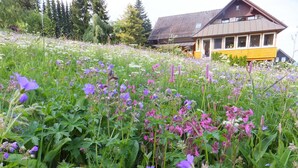 A house surrounded by a lush garden with various wildflowers. - Landhaus Fischer (Braunlage)