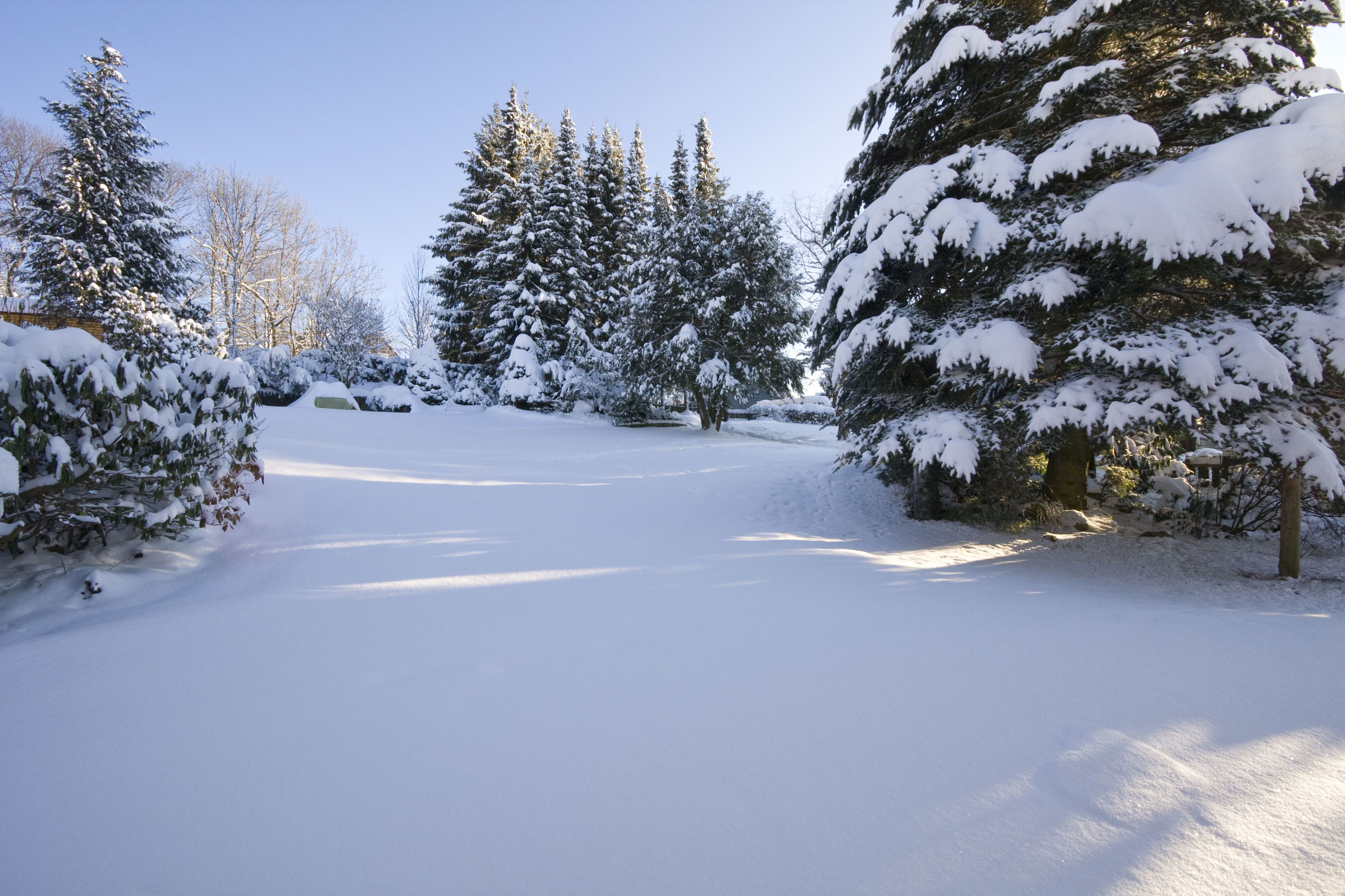 A snow-covered landscape with evergreen trees and a clear sky.