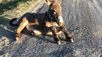 Un asino sdraiato su una strada sterrata.