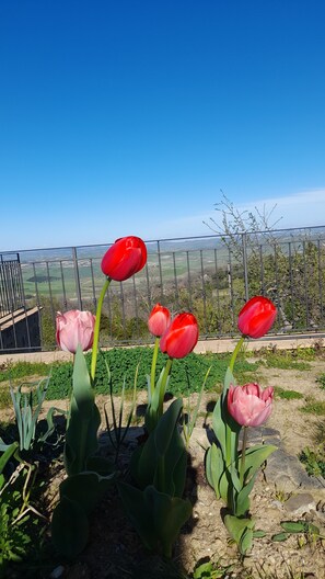 Un jardín con tulipanes rojos y rosados frente a una valla metálica, con vistas a un paisaje montañoso.