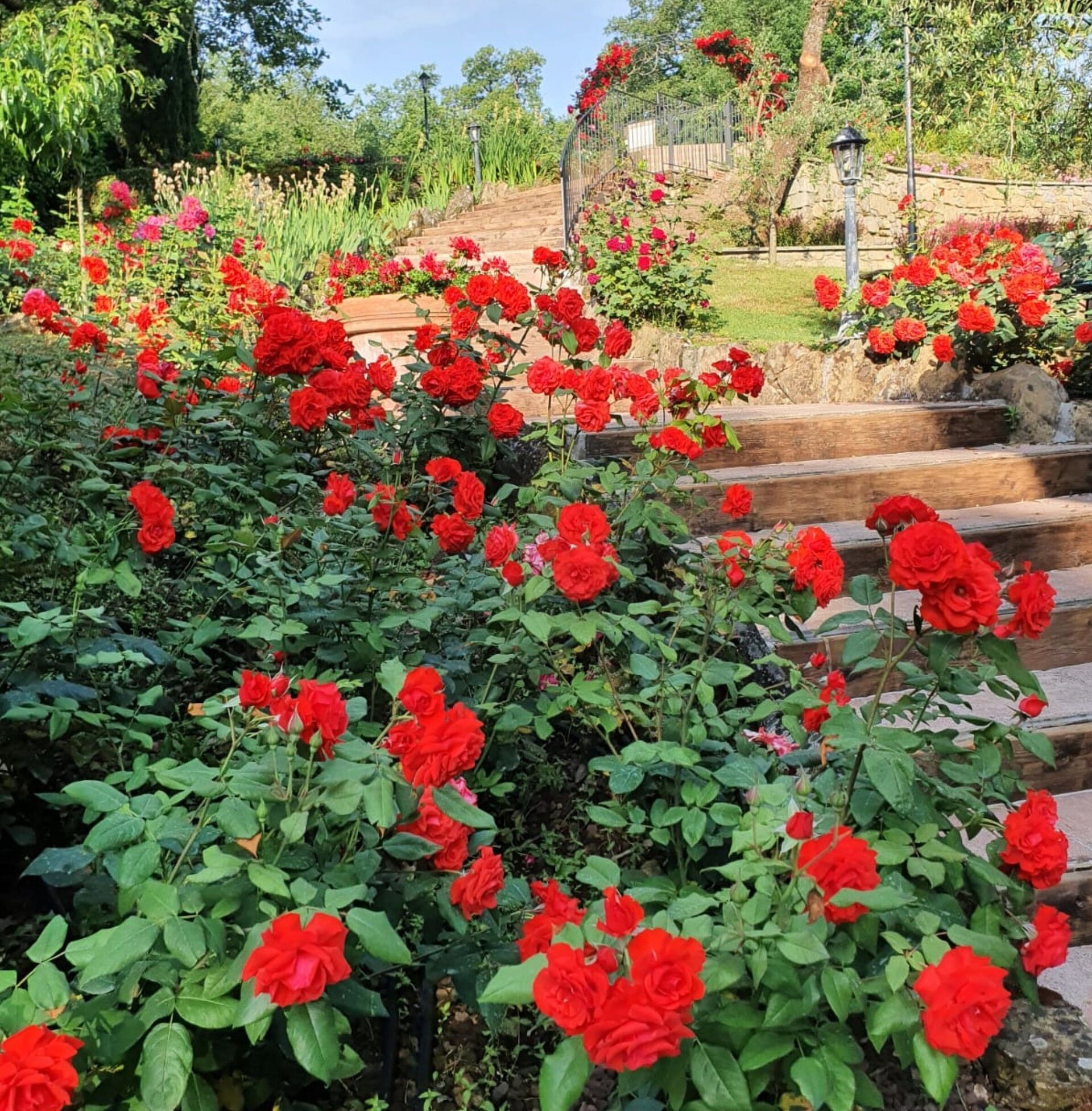 A garden with red roses and a stone staircase.
