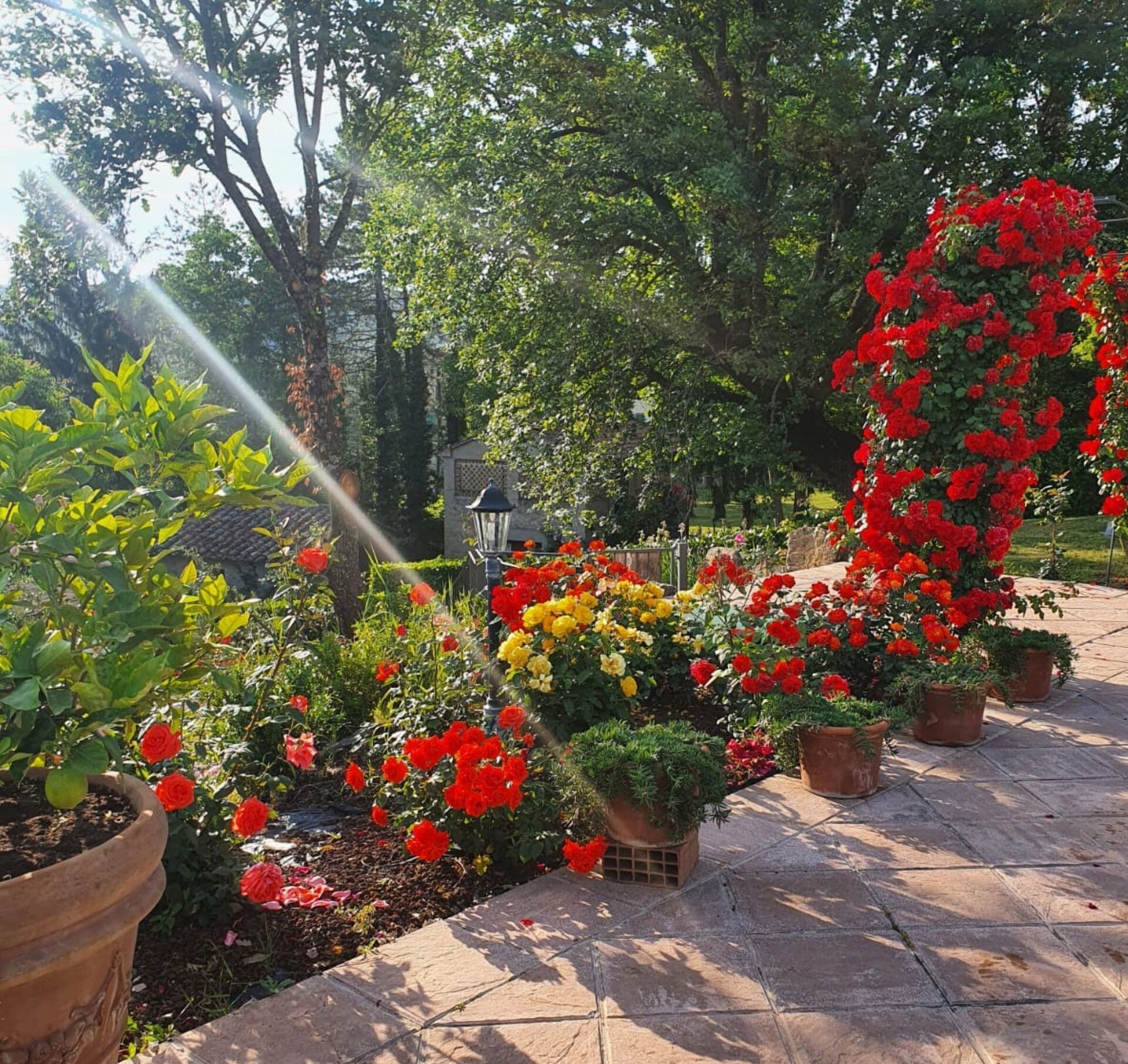 A garden with various potted plants and flowers, including red, yellow, and pink blooms, arranged on a stone pathway.