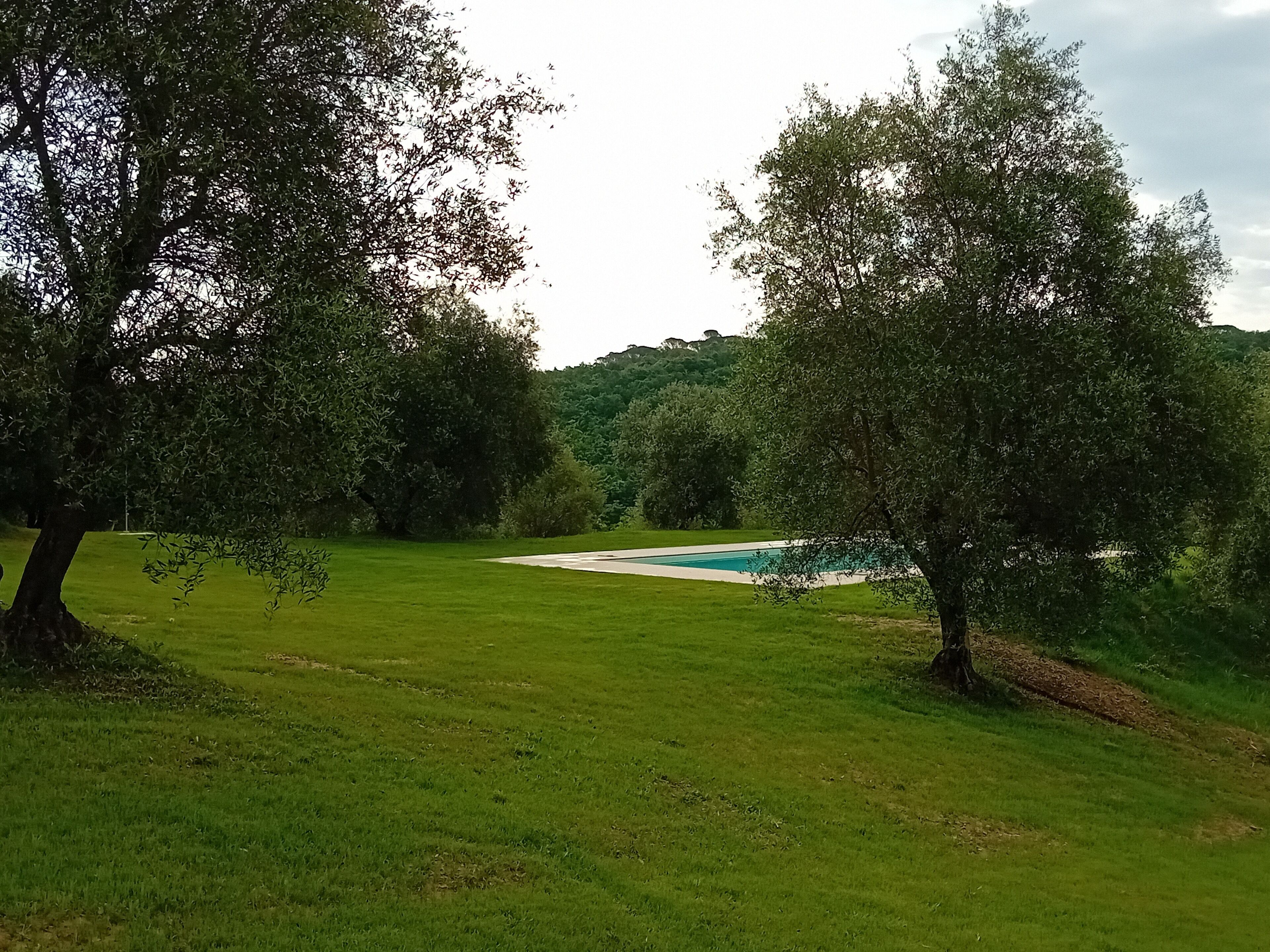 A grassy area with trees and a swimming pool.