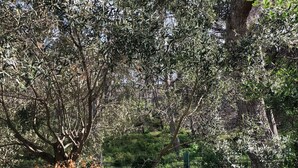 Un jardín cercado con árboles y césped.