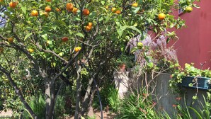 Un jardín con árboles cítricos cargados de frutos, rodeado de diversas plantas y un muro rojo.