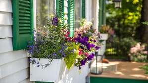 Un bâtiment avec des volets verts et des jardinières remplies de différentes sortes de fleurs.