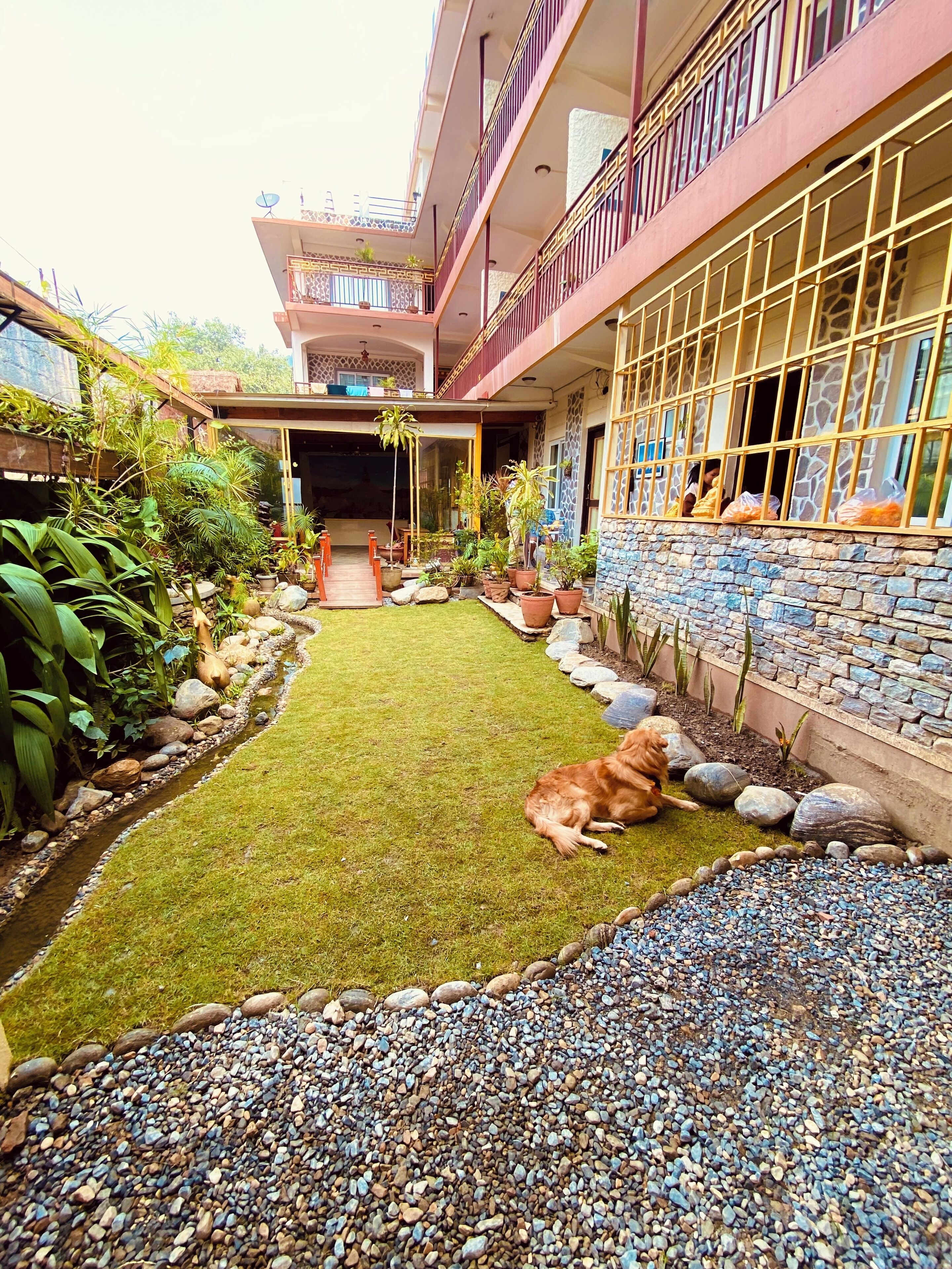 A courtyard with a dog, potted plants, and a stone wall.
