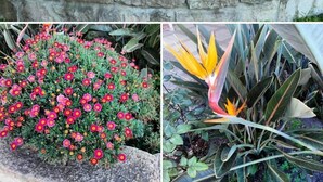 Ein angelegter Garten mit verschiedenen Pflanzen und Blumen, darunter ein auffälliger Paradiesvogel.