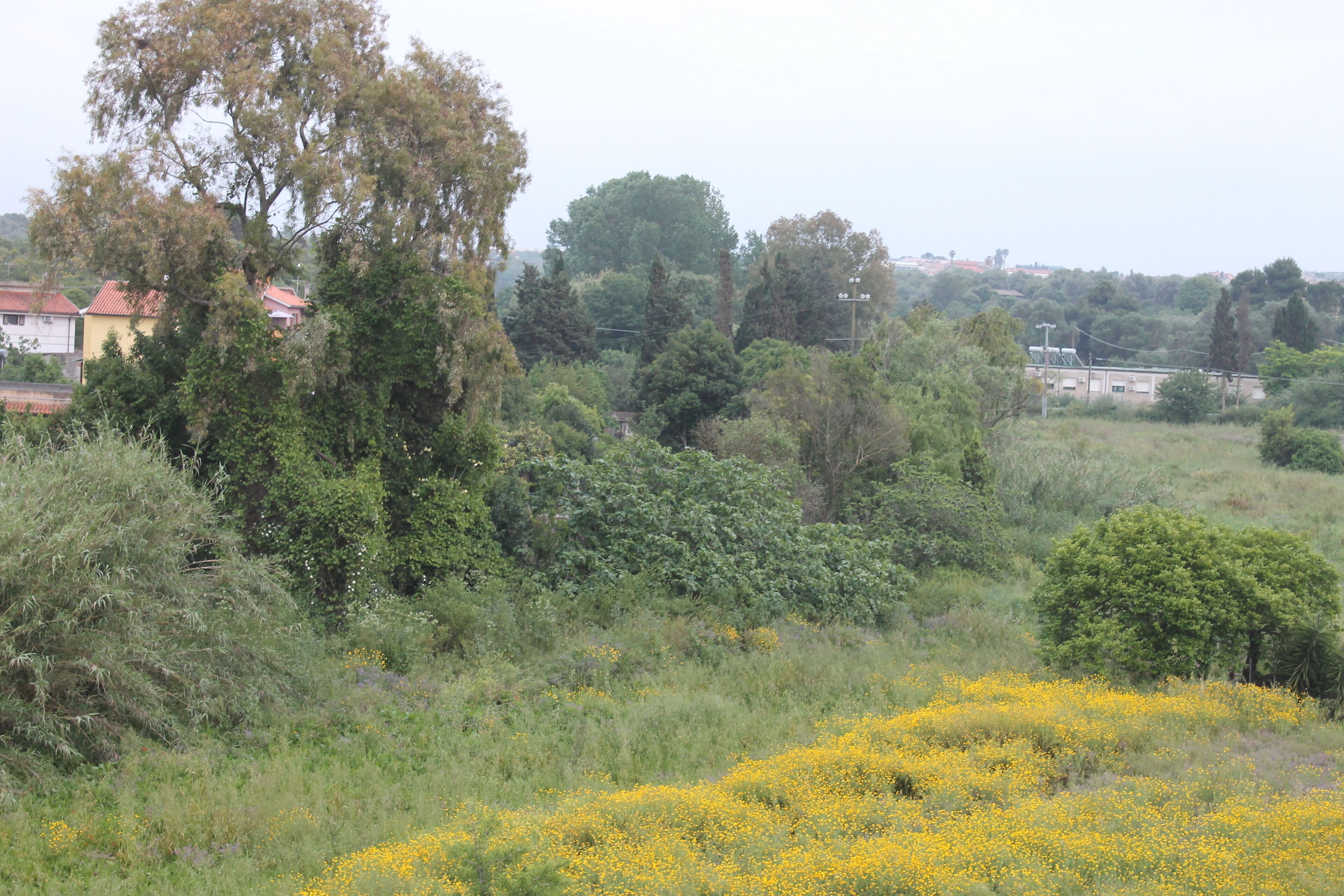 Un paisaje natural con árboles, césped y flores amarillas.