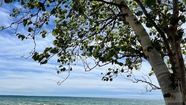 A tree with green leaves and a clear view of the ocean. - Noc's Landing: Sun-Soaked Days & Starry Nights – Your Summer Escape Awaits! (Rapid River)