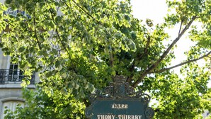 A sign with the name "Alee THOMY THERRY" in a green frame, surrounded by lush green foliage.