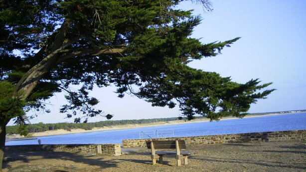 A bench under a tree by a beach with a stone wall and a clear view of the water. - House / Villa - Jard Sur Mer (Saint-Vincent-Sur-Jard)