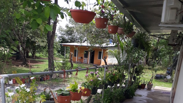 Un espacio al aire libre cubierto con plantas en macetas dispuestas a lo largo de un sendero de hormigón que lleva a un edificio.