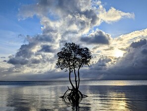 La silhouette d’un arbre se découpe sur un ciel nuageux, au-dessus d’une étendue d’eau calme.