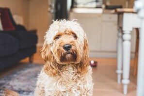 Interior - 1-bedroomed self contained garden annexe with private courtyard & close to beach (Dartmouth)