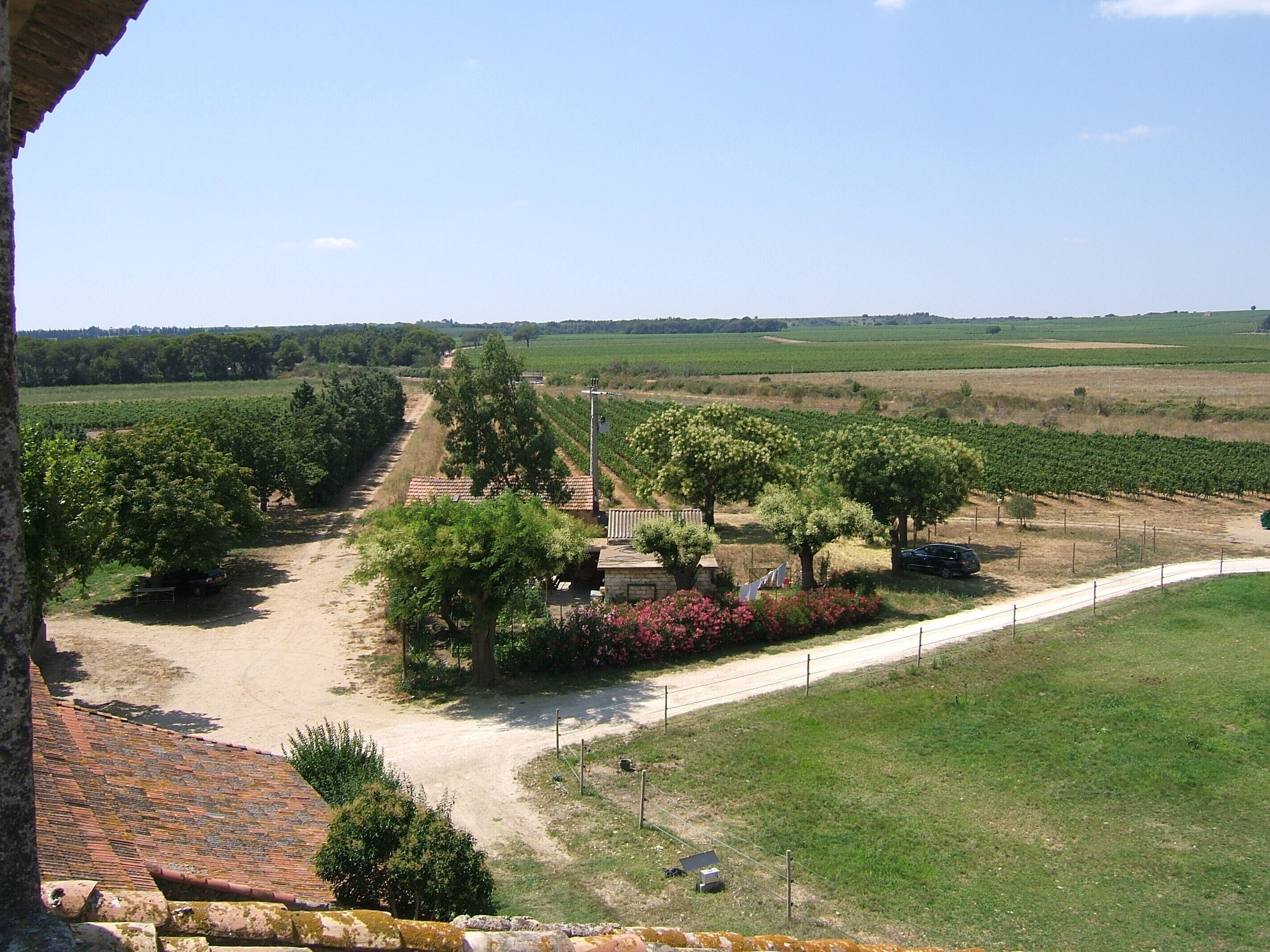 Un vignoble avec des rangées de vignes, un chemin de terre et quelques arbres.