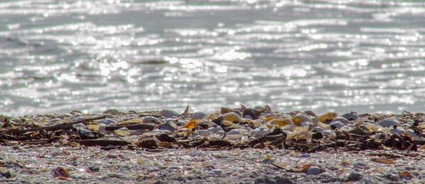 A beach with a variety of shells and seaweed on the shore. - Apollo 603-Remodeled! (Marco Island)