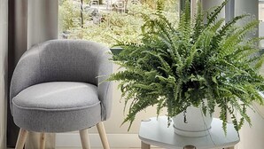 A modern room with a grey chair and a potted fern by a large window.