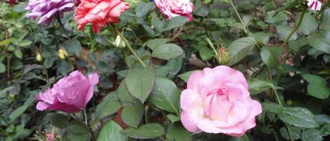 Un jardin où s'épanouissent de nombreuses variétés de roses.