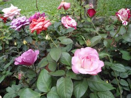 Comodidades da propriedade