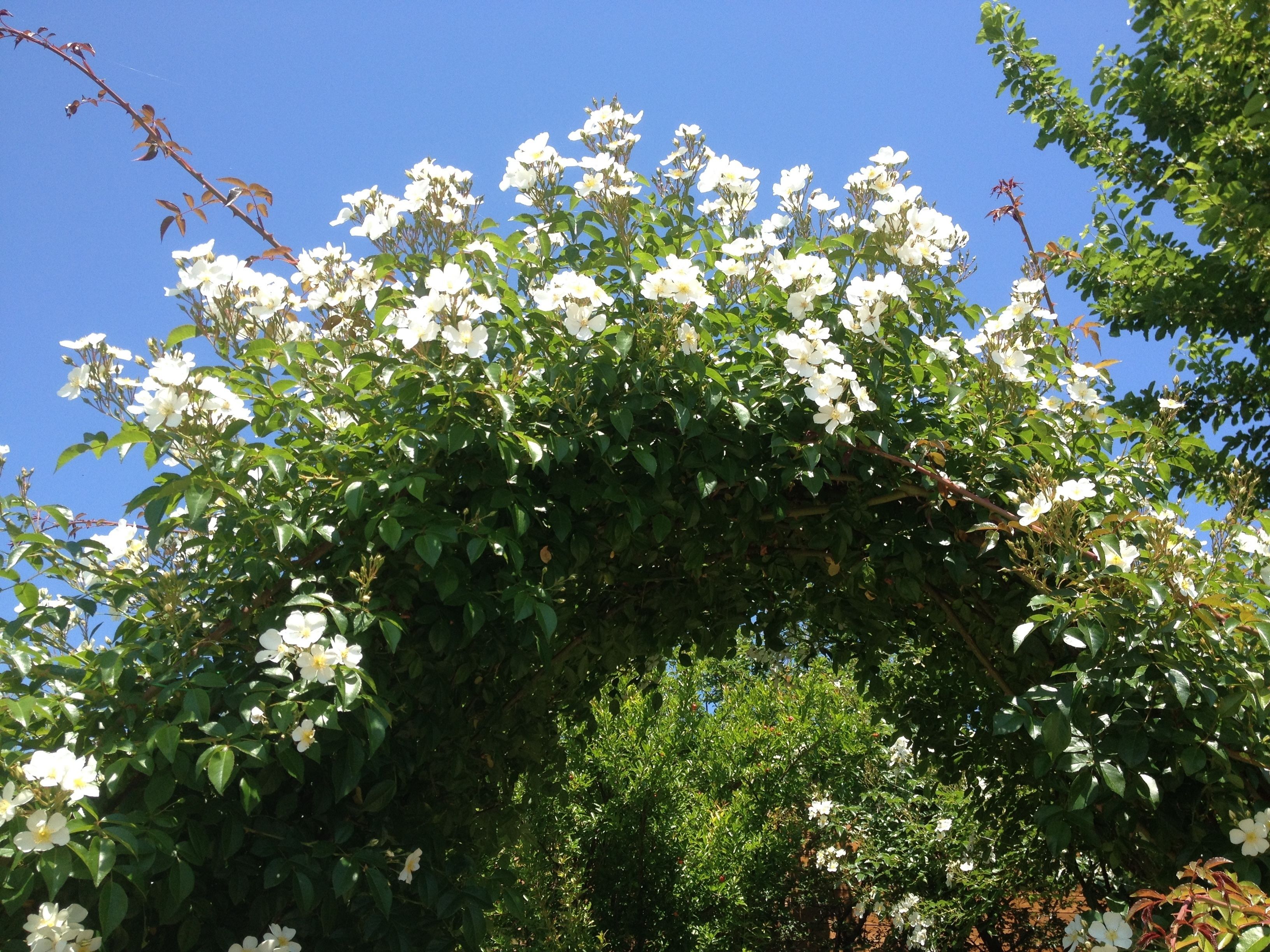Un jardin luxuriant, où l’on trouve une grande variété de plantes et d’arbres en fleurs.