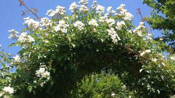 Un jardin luxuriant, où l’on trouve une grande variété de plantes et d’arbres en fleurs.
