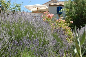 Un jardin agrémenté de lavande et de roses, un parasol blanc et un bâtiment aux volets bleus.