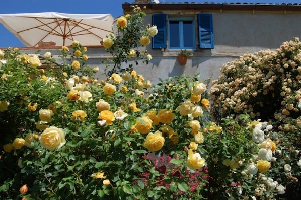 Jardin