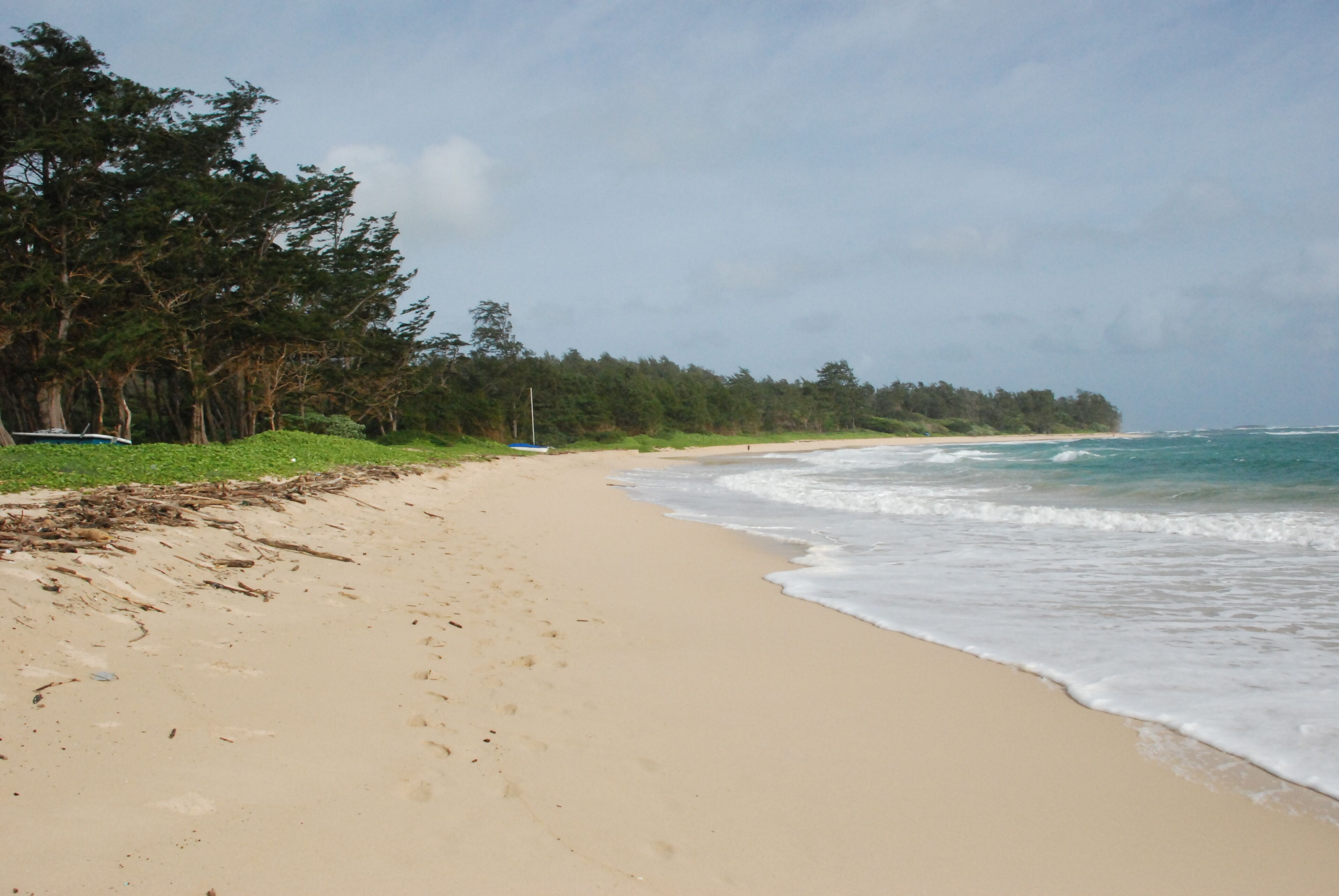 A sandy beach with gentle waves, a forested area, and a clear sky.