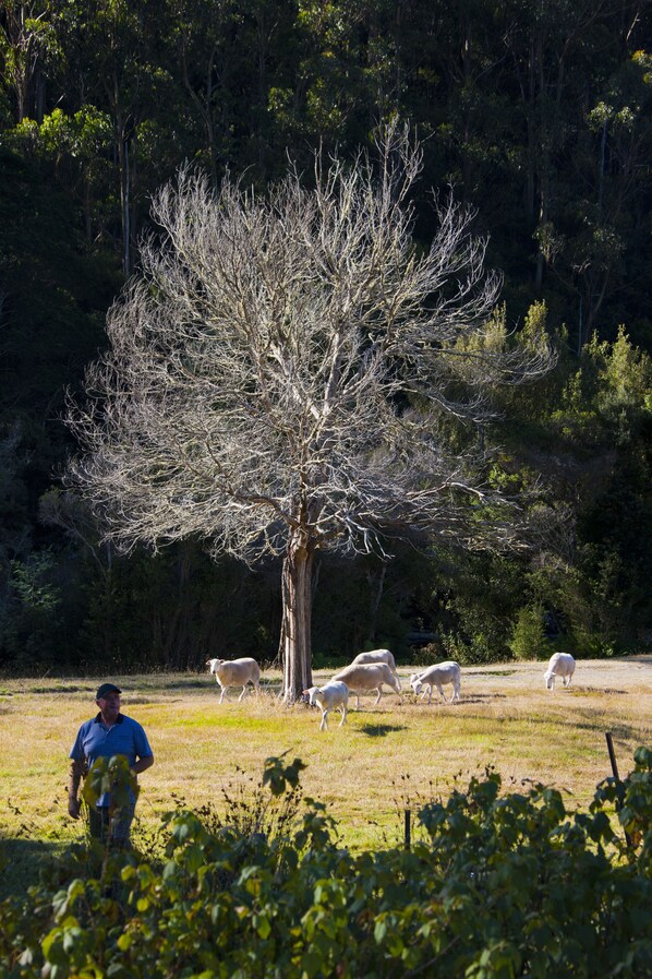 A tree in a field with a person and several sheep. - Tyenna River Cottage (Tyenna)