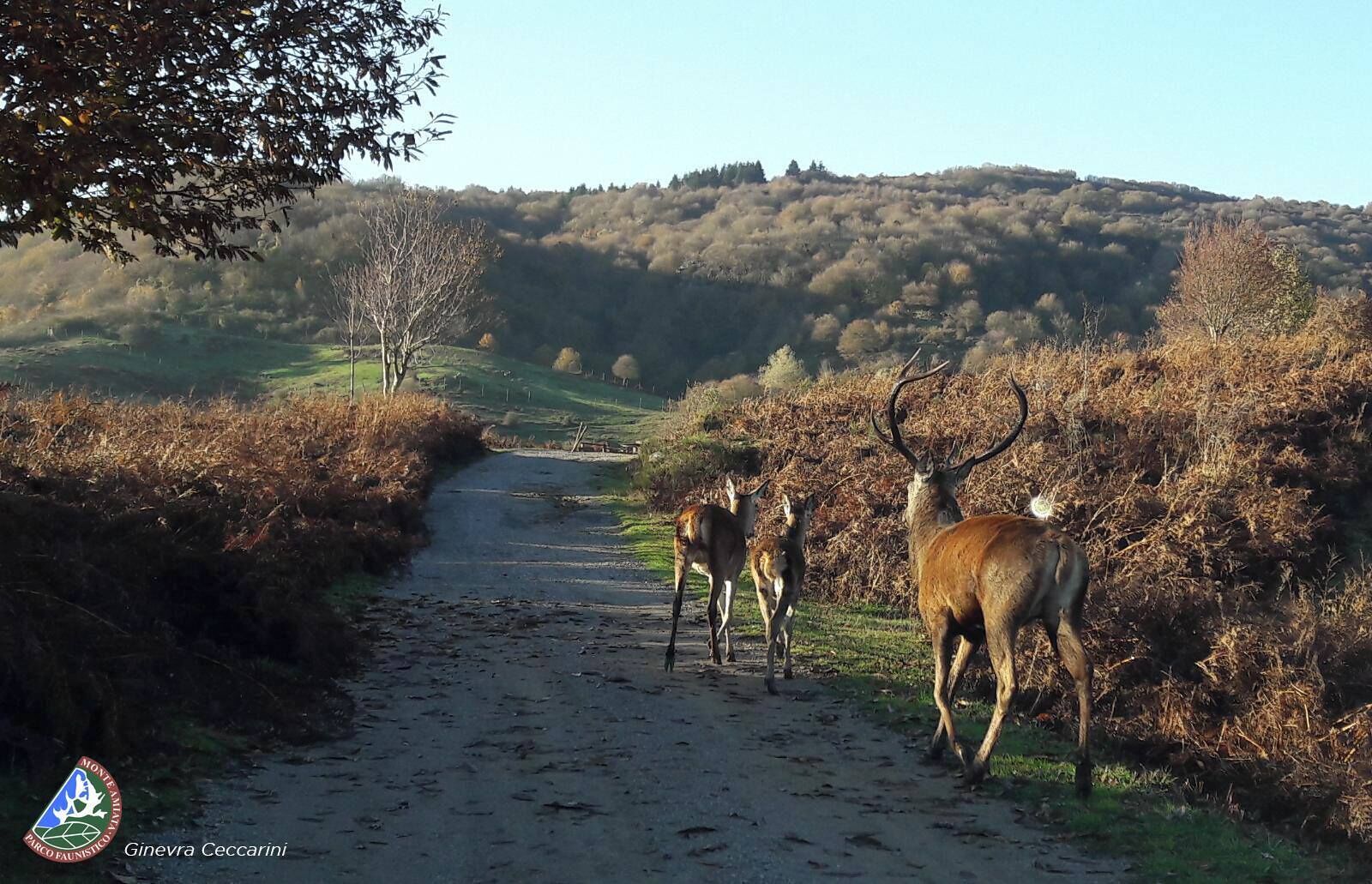 A rural path with deer in the distance, surrounded by trees and hills.