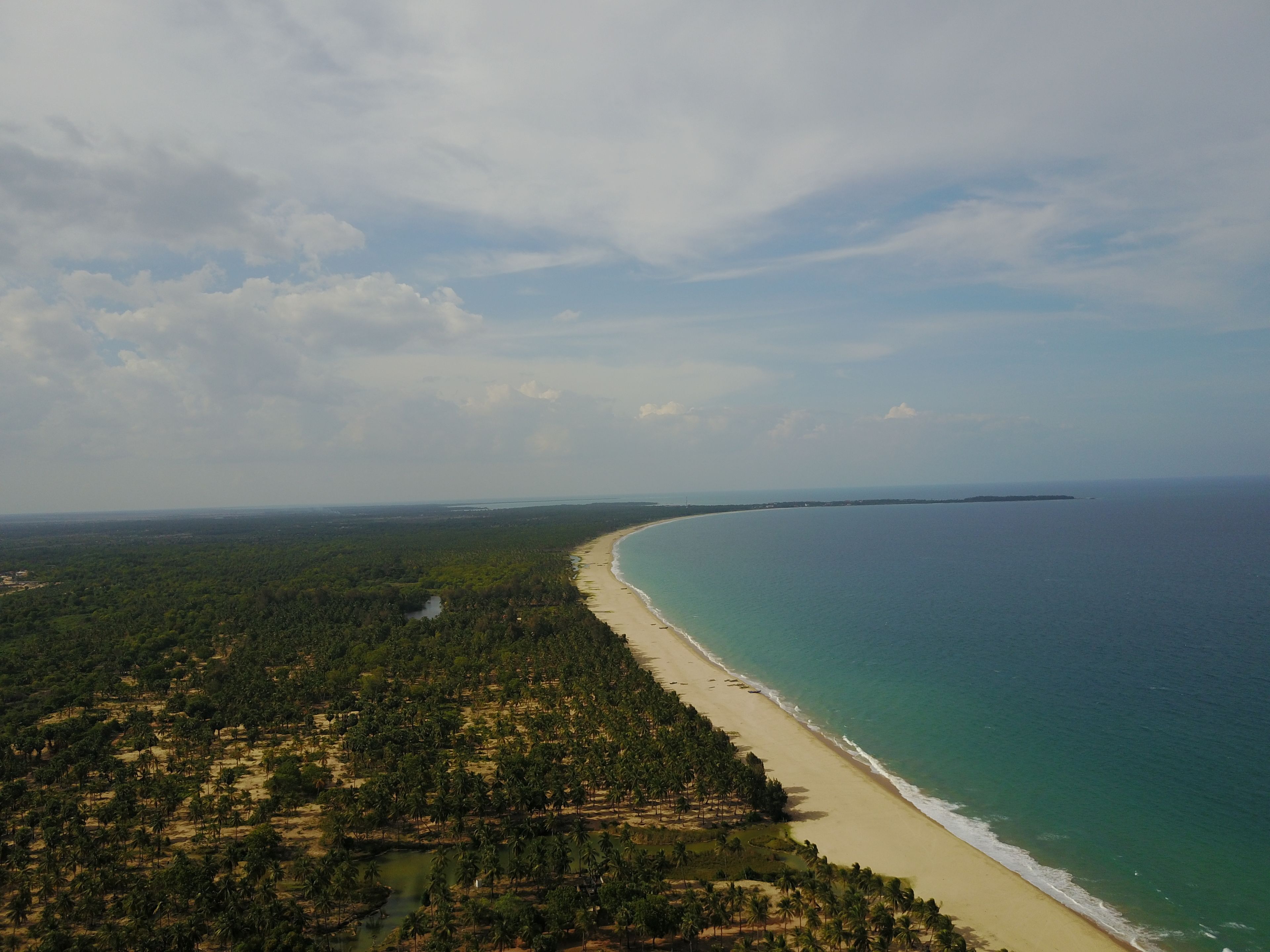 An aerial view of a beach with dense palm trees and a clear sky.