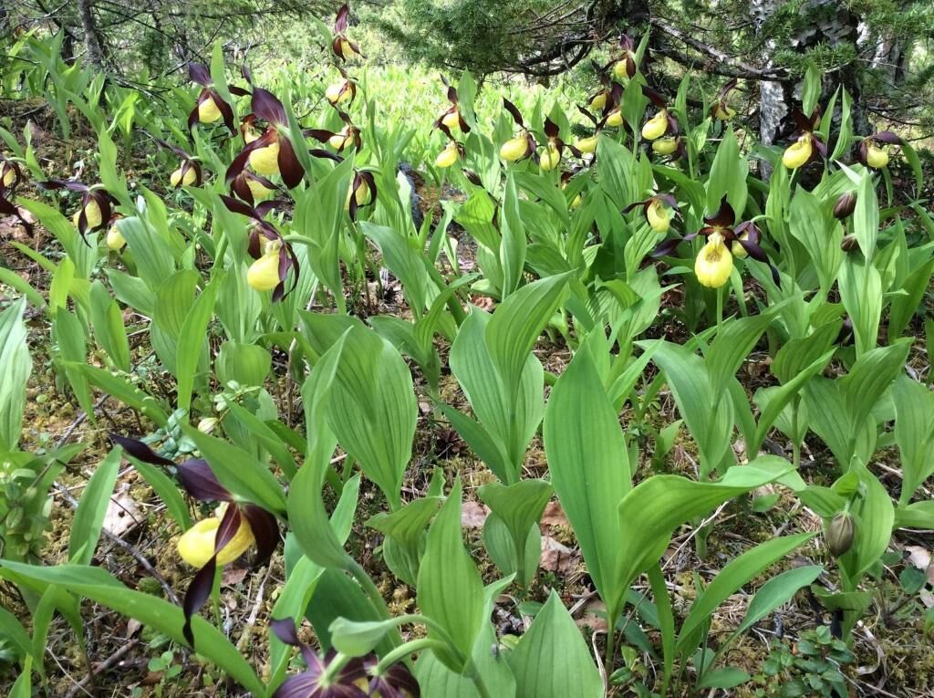 Un denso grupo de plantas verdes con flores amarillas y hojas púrpuras en un entorno natural.
