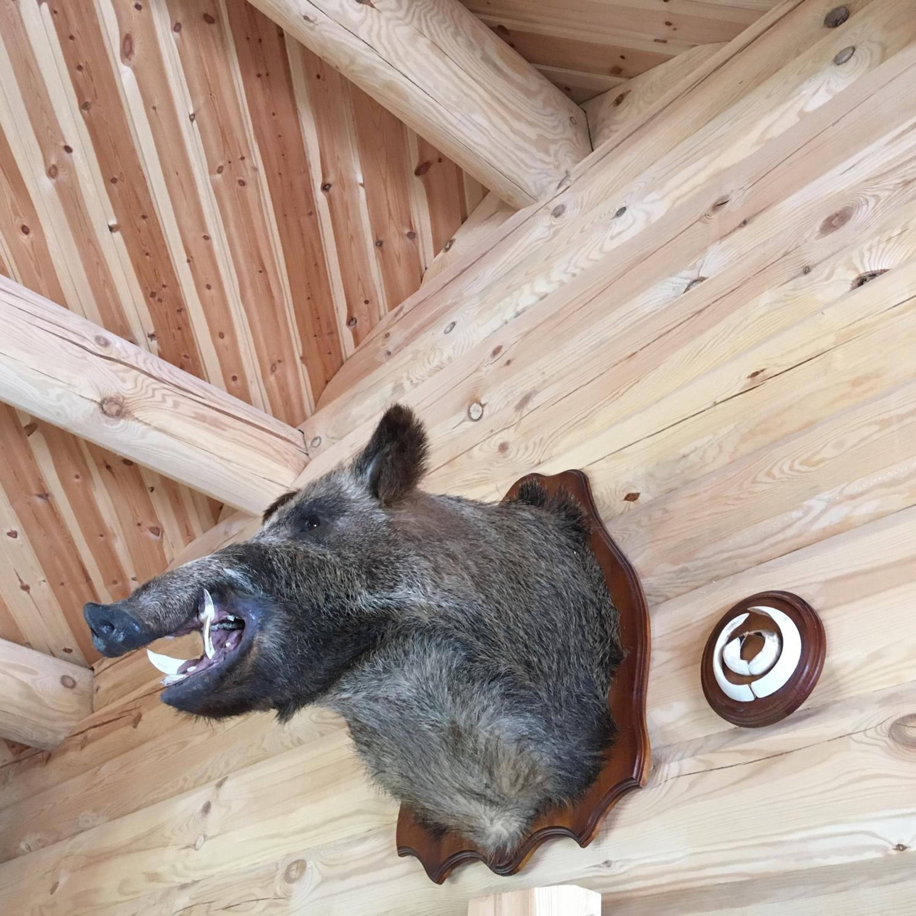 A boar mounted on a wooden ceiling.