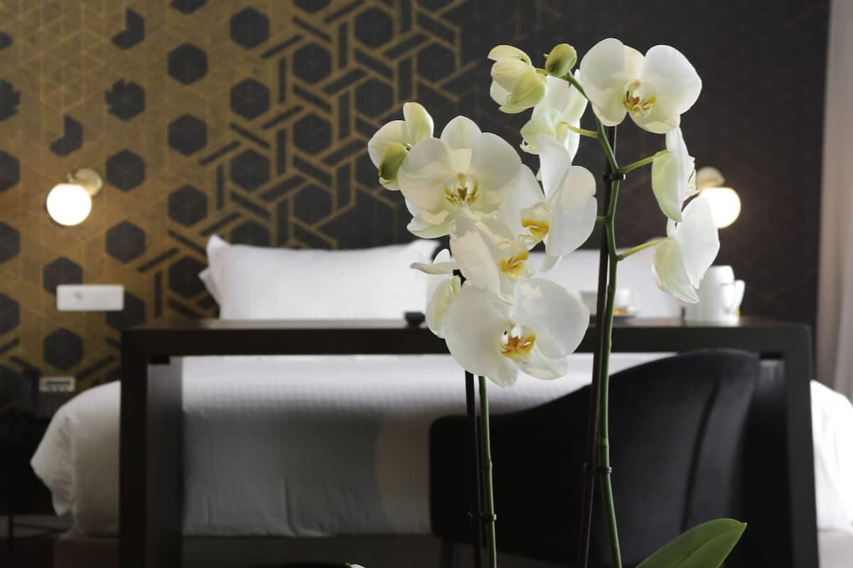 A hotel room with a bed, a nightstand, and a potted orchid.