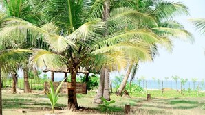 A palm tree with a thatched roof structure in a grassy area. - Rüstic Beach Villa (Mundalama)