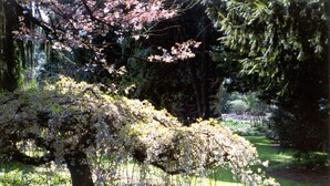A tree with dense foliage in a garden setting. - CasaCándana (La Vecilla)