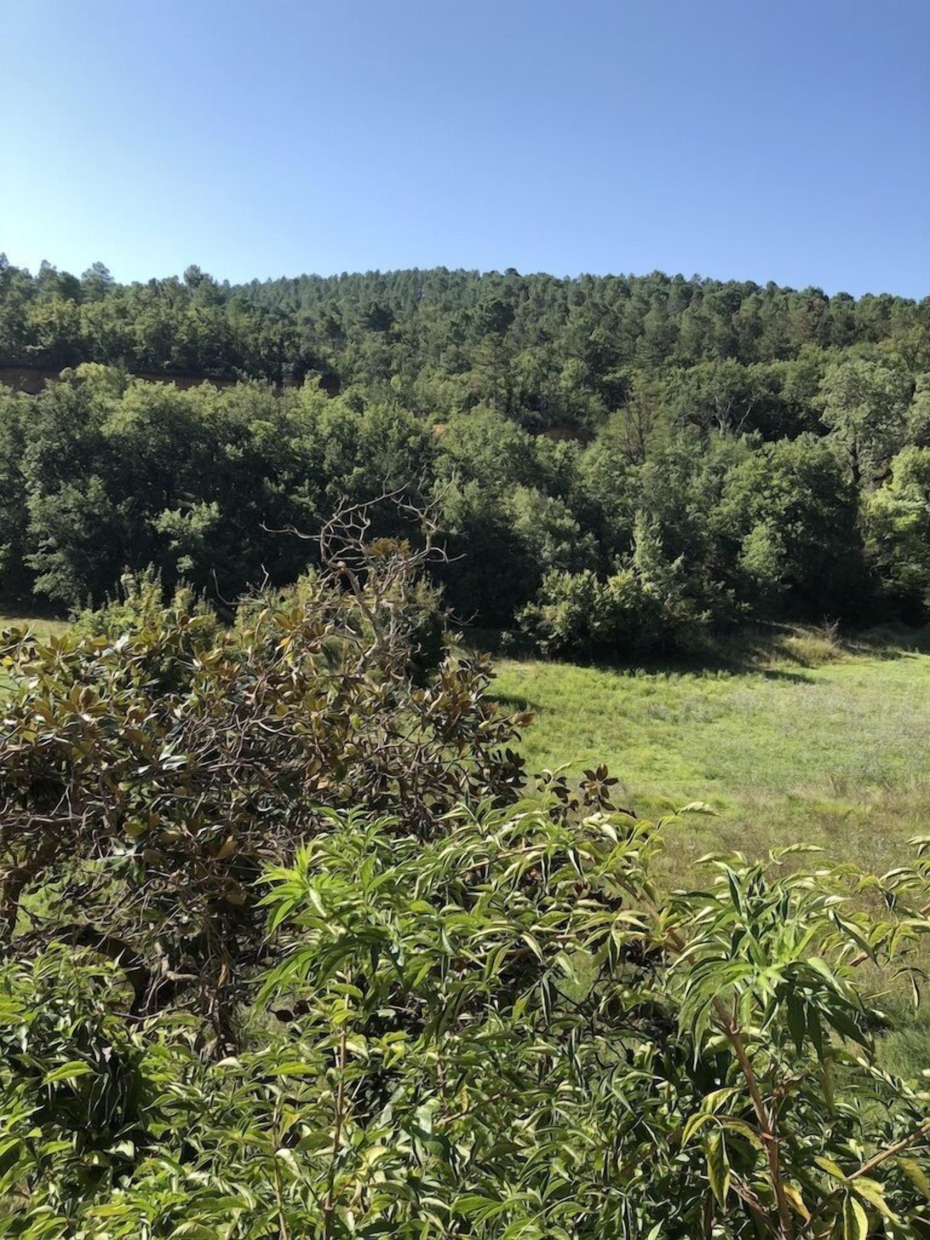 Un paisaje natural con denso bosque y prado cubierto de hierba.