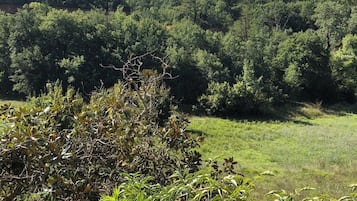 Un paisaje natural con denso bosque y prado cubierto de hierba.